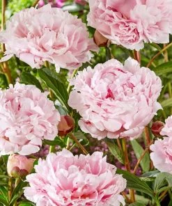 Roots Plants Perennials Peony 'Sarah Bernhardt' | 3L Pot 6 Roots Plants Perennials Peony 'Sarah Bernhardt' | 3L Pot