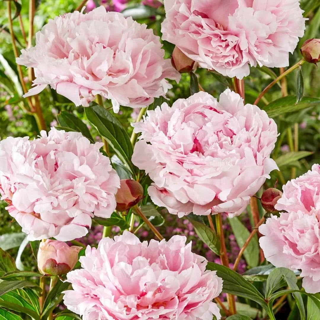 Roots Plants Perennials Peony 'Sarah Bernhardt' | 3L Pot 4 Roots Plants Perennials Peony 'Sarah Bernhardt' | 3L Pot