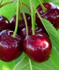 Roots Plants Sasha' Cherry Tree Fruits