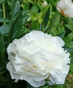Roots Plants Perennials Peony 'Shirley Temple' | 3L Pot