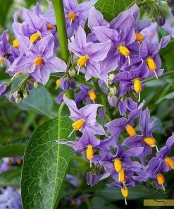 Roots Plants Other Climbing Plants Solanum Crispum'Glasnevin' | On A 90cm Cane In A 3L Pot