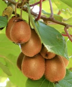 Roots Plants Fruits Solissimo' Kiwi Plant