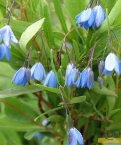 Roots Plants Other Climbing Plants Sollya Heterophylla | On A 90cm Cane In A 3L Pot