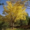 Roots Plants Trees & Shrubs Honeylocust Tree | Gleditsia Triacanthos 'Sunburst' 2 Roots Plants Trees & Shrubs Honeylocust Tree | Gleditsia Triacanthos 'Sunburst'