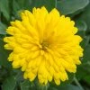 Roots Plants Calendula Power Daisy 'Sunny' | 3L Pot 1 Roots Plants Calendula Power Daisy 'Sunny' | 3L Pot