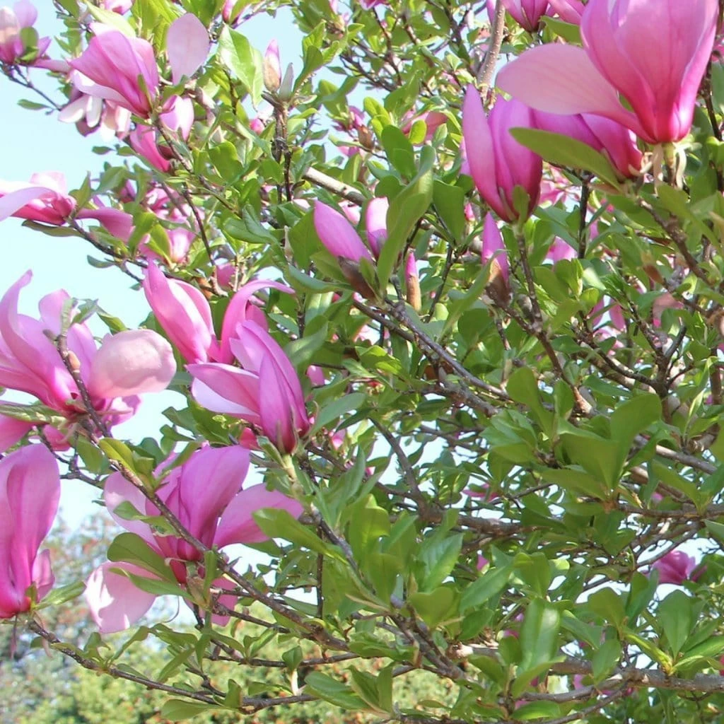 Roots Plants Magnolia 'Susan' Trees & Shrubs 3 Roots Plants Magnolia 'Susan' Trees & Shrubs