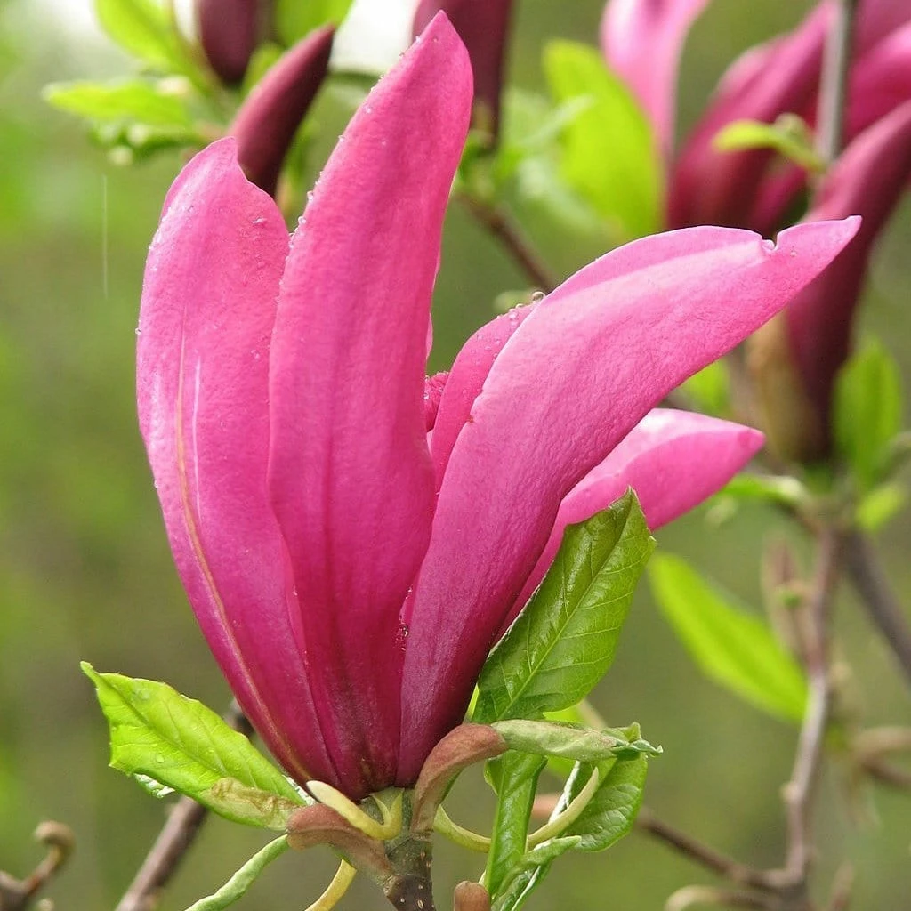 Roots Plants Magnolia 'Susan' Trees & Shrubs 4 Roots Plants Magnolia 'Susan' Trees & Shrubs