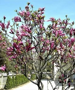 Roots Plants Magnolia 'Susan' Trees & Shrubs 7 Roots Plants Magnolia 'Susan' Trees & Shrubs
