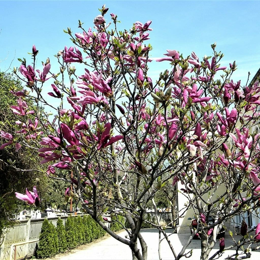 Roots Plants Magnolia 'Susan' Trees & Shrubs 5 Roots Plants Magnolia 'Susan' Trees & Shrubs
