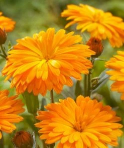 Roots Plants Calendula Power Daisy'Tango' | 3L Pot Perennials