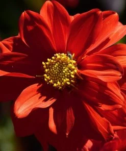 Roots Plants 30cm Dahlia Temptation 'Red' | 1L Pot Dahlias