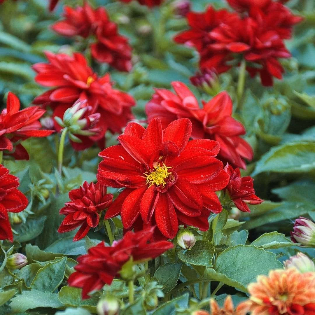 Roots Plants 30cm Dahlia Temptation 'Red' | 1L Pot Dahlias 4 Roots Plants 30cm Dahlia Temptation 'Red' | 1L Pot Dahlias