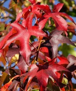 Roots Plants Thea Liquidambar Tree