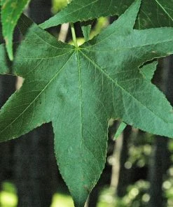 Roots Plants Thea Liquidambar Tree 6 Roots Plants Thea Liquidambar Tree