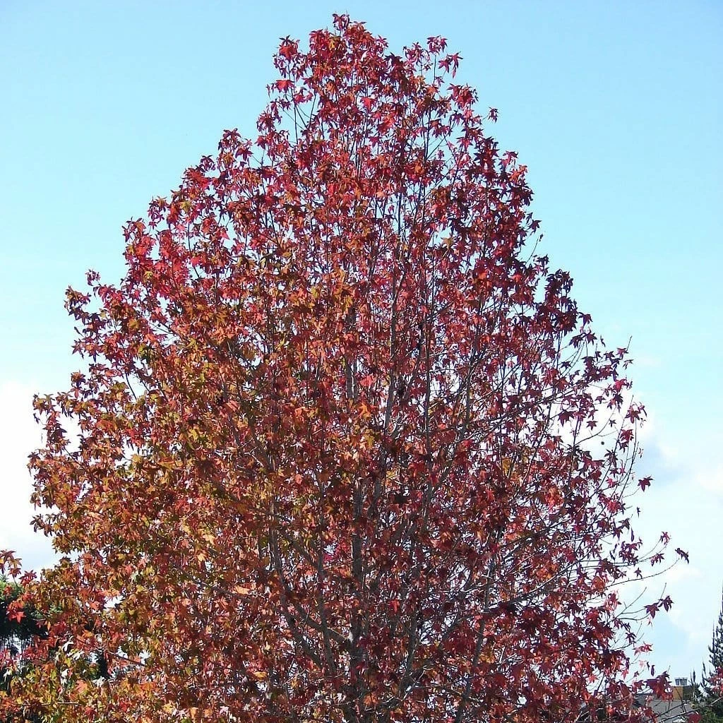 Roots Plants Thea Liquidambar Tree 5 Roots Plants Thea Liquidambar Tree