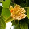 Roots Plants Fastigiate Tulip Tree | Liriodendron Tulipifera Trees & Shrubs