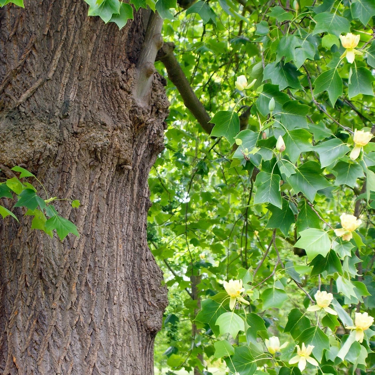 Roots Plants Fastigiate Tulip Tree | Liriodendron Tulipifera Trees & Shrubs 5 Roots Plants Fastigiate Tulip Tree | Liriodendron Tulipifera Trees & Shrubs