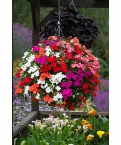 Roots Plants Busy Lizzie Instant Designer Hanging Basket | Impatiens 'Beacon'