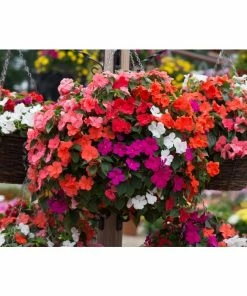Roots Plants Busy Lizzie Instant Designer Hanging Basket | Impatiens 'Beacon'