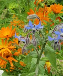 Roots Plants Organic Edible Flower Pack | 40 Plants All Vegetable Plants 7 Roots Plants Organic Edible Flower Pack | 40 Plants All Vegetable Plants