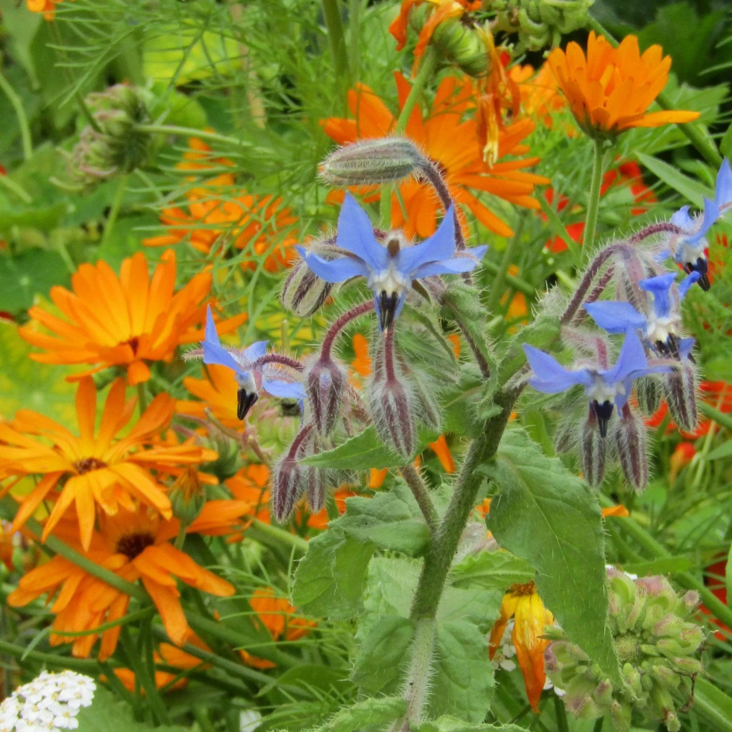 Roots Plants Organic Edible Flower Pack | 40 Plants All Vegetable Plants 5 Roots Plants Organic Edible Flower Pack | 40 Plants All Vegetable Plants