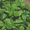 Roots Plants 3 Organic British Basil Plants 2 Roots Plants 3 Organic British Basil Plants