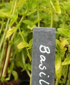 Roots Plants 3 Organic British Basil Plants