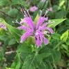 Roots Plants Herbs 3 Organic Wild Bergamot Plants 2 Roots Plants Herbs 3 Organic Wild Bergamot Plants