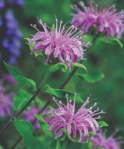 Roots Plants Herbs 3 Organic Wild Bergamot Plants