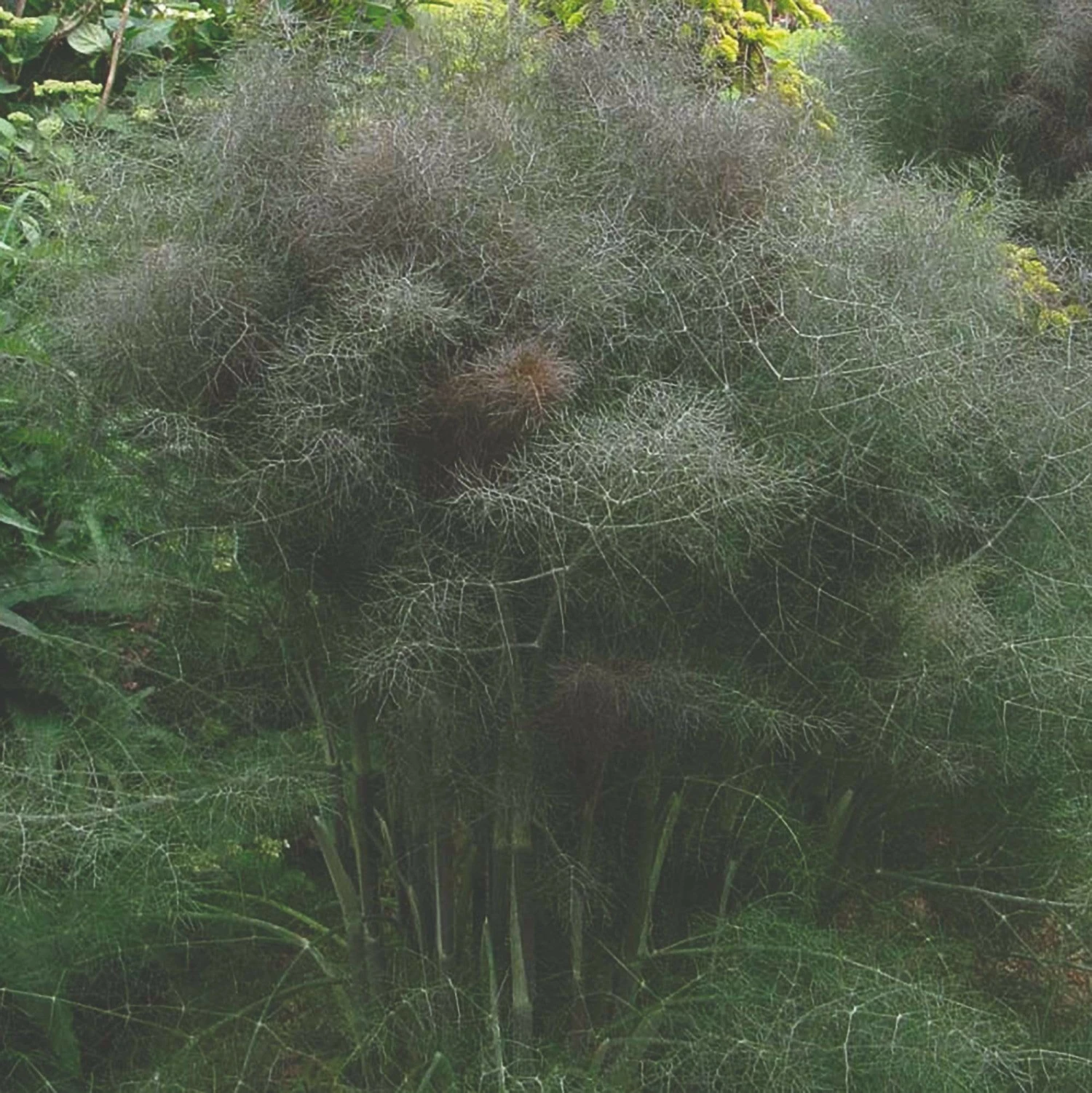 Roots Plants 3 Organic Bronze Fennel Plants 3 Roots Plants 3 Organic Bronze Fennel Plants