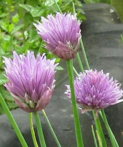 Roots Plants 3 Organic Chives Plants Herbs