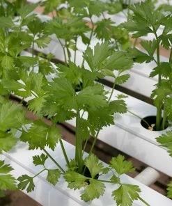 Roots Plants All Vegetable Plants 12 Organic Indoor Herb Plants 13 Roots Plants All Vegetable Plants 12 Organic Indoor Herb Plants