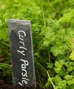 Roots Plants 3 Organic Curly Parsley Plants Herbs