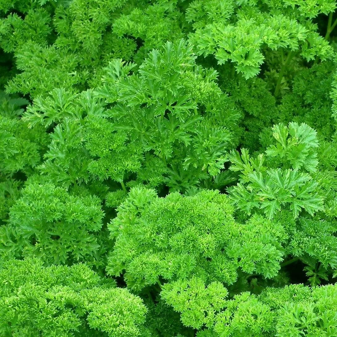 Roots Plants 3 Organic Curly Parsley Plants Herbs 5 Roots Plants 3 Organic Curly Parsley Plants Herbs