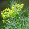 Roots Plants 3 Organic Fernleaf Dill Plants Herbs 1 Roots Plants 3 Organic Fernleaf Dill Plants Herbs