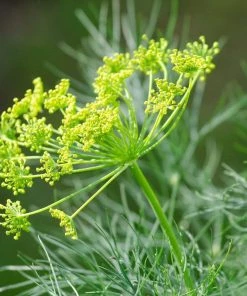 Roots Plants 3 Organic Fernleaf Dill Plants Herbs
