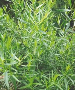 Roots Plants Herbs 3 Organic French Tarragon Plants
