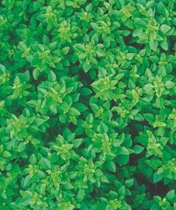 Roots Plants All Vegetable Plants 12 Organic Indoor Herb Plants