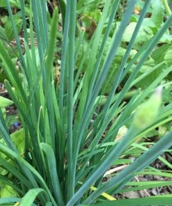 Roots Plants 3 Organic Garlic Chives Plants