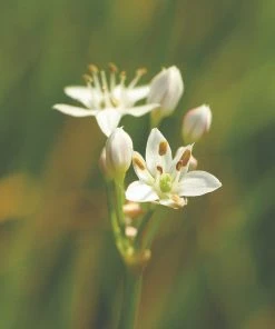 Roots Plants 3 Organic Garlic Chives Plants