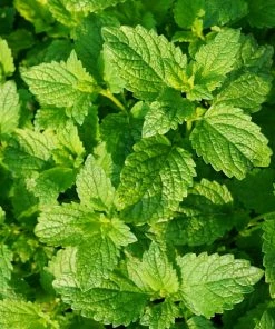 Roots Plants 3 Organic Garden Mint Plants
