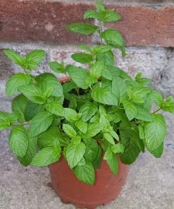 Roots Plants 12 Organic Botanicals Herb Plants For Gin