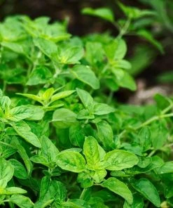 Roots Plants 3 Organic Greek Oregano Plants Herbs 8 Roots Plants 3 Organic Greek Oregano Plants Herbs