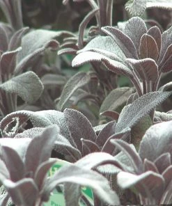 Roots Plants Herbs 3 Organic Sage Plants