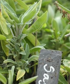 Roots Plants Herbs 3 Organic Sage Plants