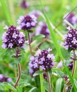 Roots Plants 3 Organic Thyme Plants