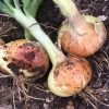 Roots Plants 20 Organic 'Bedfordshire Champion' Onion Plants