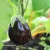 Roots Plants 5 Organic 'Black Beauty' Aubergine Plants 2 Roots Plants 5 Organic 'Black Beauty' Aubergine Plants