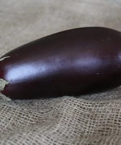 Roots Plants 5 Organic 'Black Beauty' Aubergine Plants