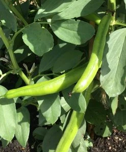 Roots Plants 10 Organic 'Aquadulce Claudia' Broad Bean Plants Peas & Beans